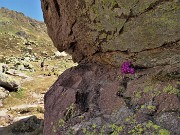 18 Primula irsuta (Primula hirsuta) nella roccia